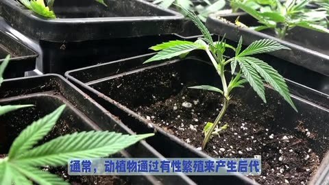 奇妙的动植物之不老仙草  科普一下   每天跟我涨知识   冷知识