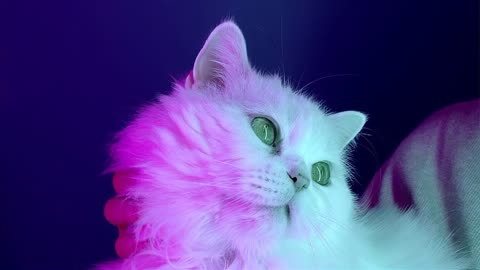 自然界中有紫色猫吗?毛色是由基因决定的,紫色不是选项之一
