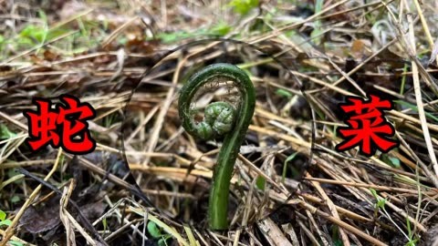 蛇竹菜的作用图片