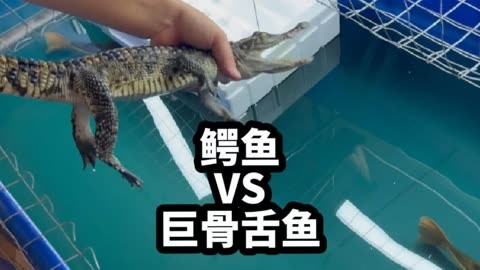 鳄鱼和巨骨舌鱼谁更厉害?把75厘米鳄鱼丢进猛鱼缸,结局很意外!
