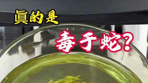 隔夜茶的妙用_隔夜的茶还能用吗_茶隔夜还能冲泡吗