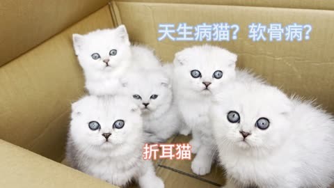 折耳猫天生是病猫?我看这银渐层好的很啊