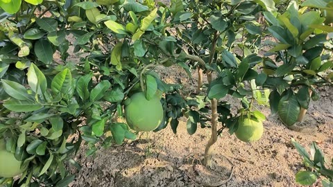 柚子树修剪技术大揭秘:掌握要点,让你的柚树健康成长!