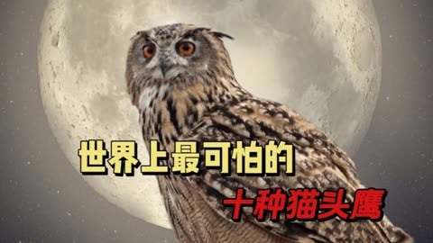 猫头鹰的恐怖笑声图片