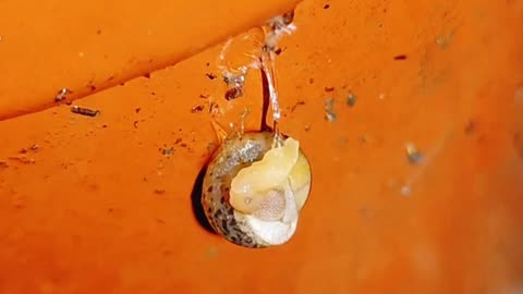 鼻涕虫钻进了蜗牛的壳图片