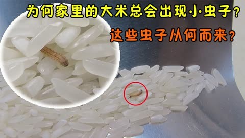 为何家里的大米总会出现小虫子?这些虫子从何而来?很多人不解