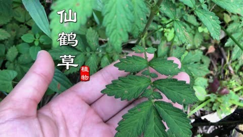 龙牙草图片功能主治图片