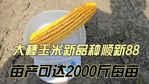 禾冠种业玉米品种图片