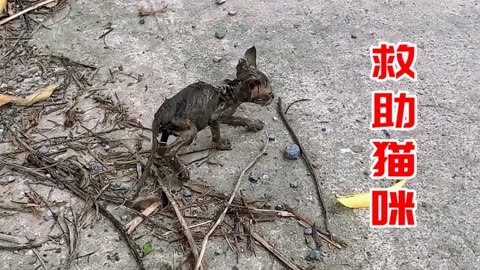 非洲皮包骨图片