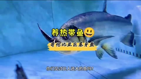 养热带鱼 哥伦比亚巨暴牙鱼 养鱼 水族知识科普 养鱼经验分享